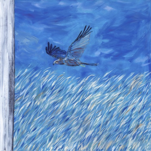 Marsh Harrier with Barn Door, 2023, oil on linen, 100x100cm