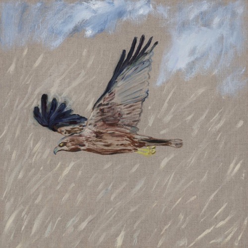 Marsh Harrier over the Reeds, 2023, oil on linen, 40x40cm